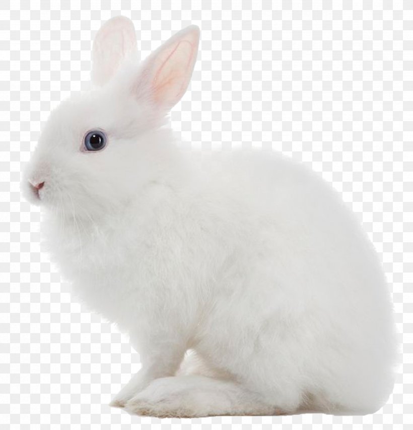 Lionhead Rabbit Domestic Rabbit American Fuzzy Lop Holland Lop Flemish Giant Rabbit, PNG, 2550x2650px, Lionhead Rabbit, American Fuzzy Lop, Chinchilla Rabbit, Domestic Rabbit, European Rabbit Download Free