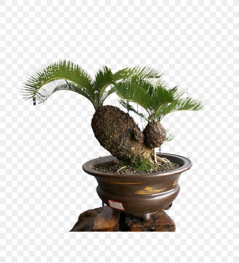 Sago Palm Cycas Rumphii Bonsai Evergreen Flower, PNG, 1000x1100px, Sago Palm, Bonsai, Cycad, Cycas Rumphii, Evergreen Download Free