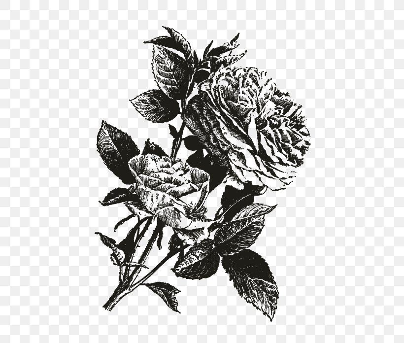 Black And White Drawing Decoupage, PNG, 696x696px, Black And White, Branch, Decoupage, Drawing, Flora Download Free