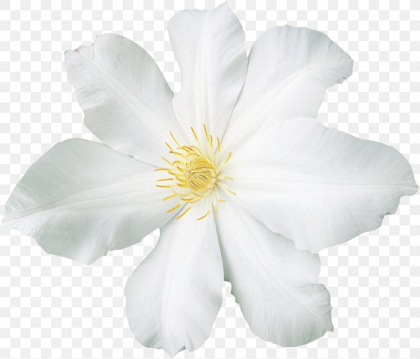 White Flower Clip Art, PNG, 1243x1063px, White, Blue, Color, Cut Flowers, Floral Design Download Free