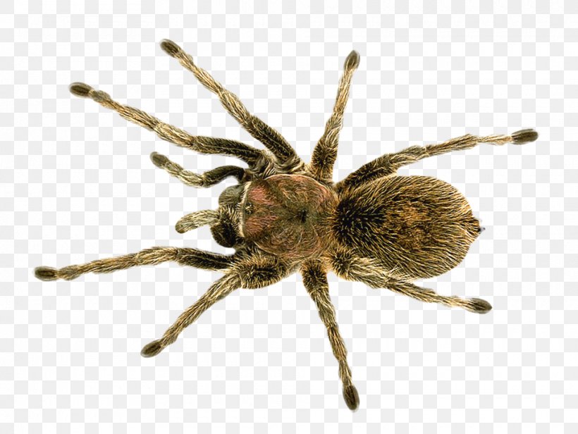Barn Spider, PNG, 960x722px, Barn Spider, Angulate Orbweavers, Animal, Arachnid, Araneus Download Free