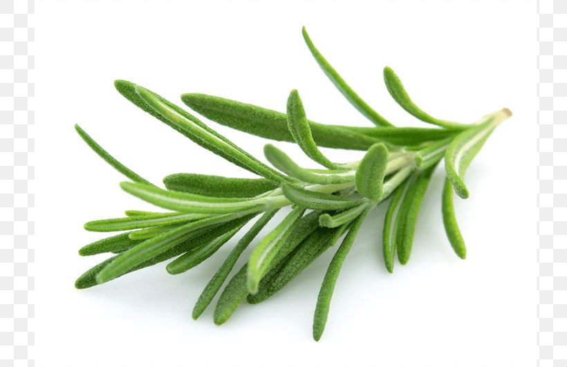 Rosemary Herb Mediterranean Cuisine Basil Oil, PNG, 800x531px, Rosemary, Basil, Chives, Common Sage, Flavor Download Free