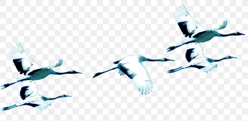 Siberian Crane Bird Chemical Element, PNG, 984x482px, Crane, Animal, Beak, Bird, Blue Download Free