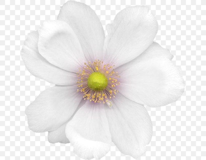 Anemone Cut Flowers Rose Family Petal, PNG, 658x635px, Anemone, Blossom, Cut Flowers, Flower, Flowering Plant Download Free
