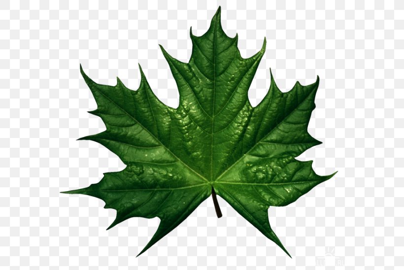 Clip Art Maple Leaf Sugar Maple Red Maple, PNG, 600x548px, Maple Leaf, Autumn Leaf Color, Canadian Gold Maple Leaf, Leaf, Maple Download Free