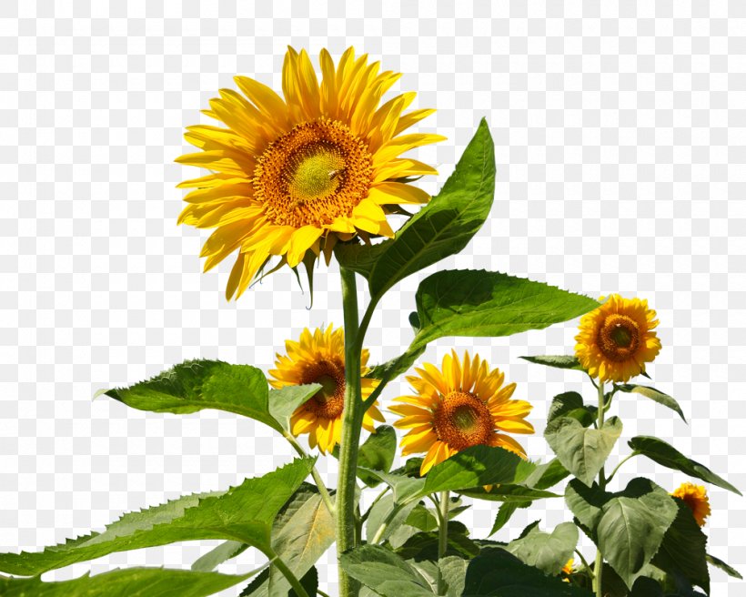 Common Sunflower Microsoft PowerPoint Presentation Slide Illustration, PNG, 1000x800px, Common Sunflower, Annual Plant, Daisy Family, Flower, Flowering Plant Download Free
