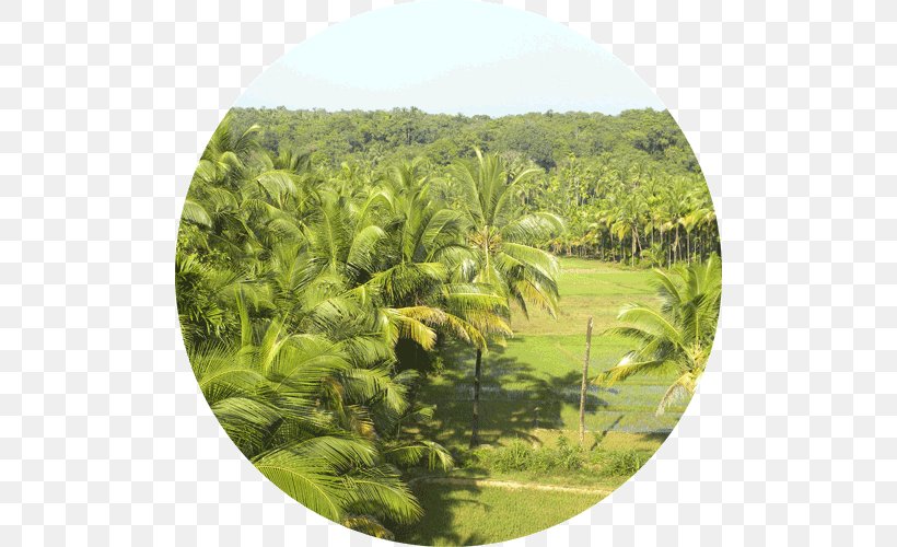 Kerala Backwaters Arecaceae Coconut Tree, PNG, 500x500px, Kerala, Agriculture, Arecaceae, Arecales, Coconut Download Free
