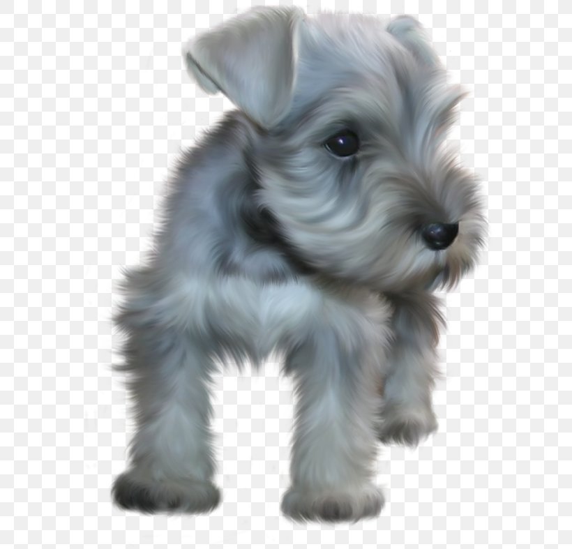 Miniature Schnauzer Standard Schnauzer Puppy Canidae, PNG, 600x787px, Miniature Schnauzer, Animal, Apple Ipad Family, Breed, Breed Standard Download Free