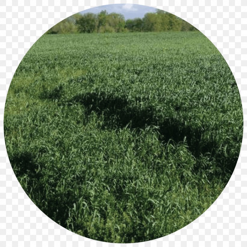 Cover Crop Cereal Grasses Triticale, PNG, 1024x1024px, Crop, Agriculture, Annual Plant, Cereal, Clover Download Free