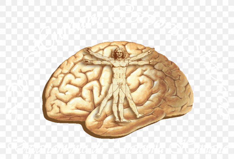 Human Brain Cerebral Cortex Anatomy Lobes Of The Brain, PNG, 906x617px, Brain, Anatomy, Central Sulcus, Cerebral Cortex, Cerebral Hemisphere Download Free