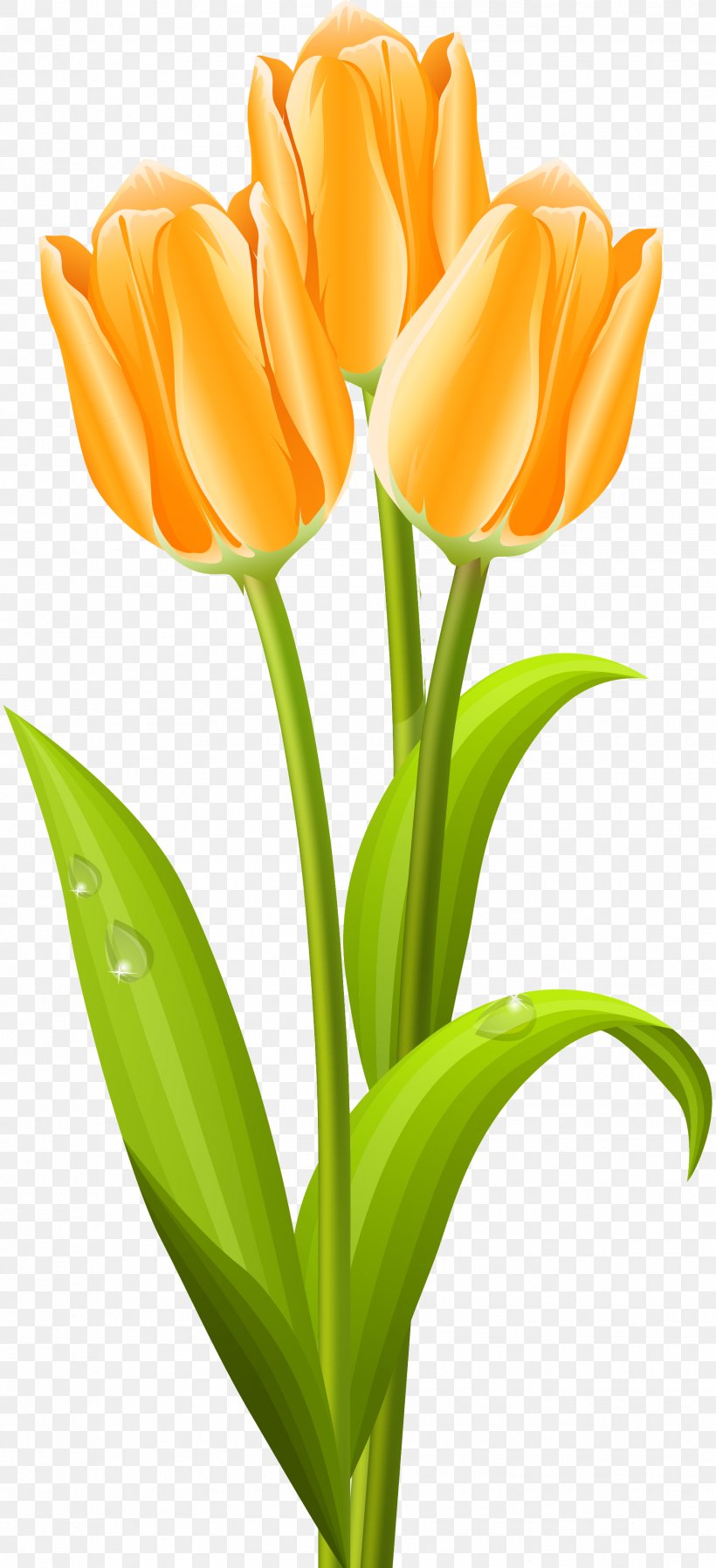 Tulip Flower Bouquet Clip Art, PNG, 1863x4084px, Tulip, Bud, Cut Flowers, Floral Design, Floristry Download Free