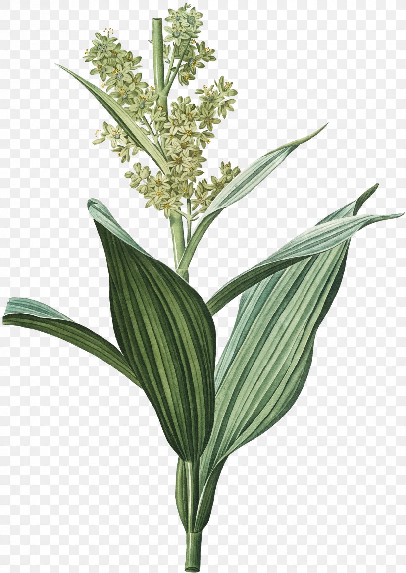 Veratrum Album Corn Lily White Hellebore Indian Poke, PNG, 2338x3300px, Veratrum Album, Art, Botanical Illustration, Botany, Canvas Print Download Free