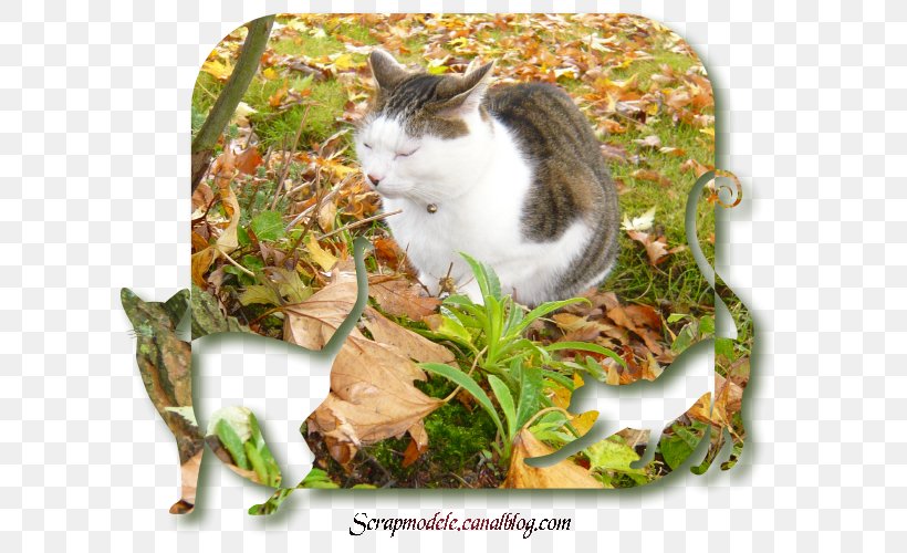 Whiskers Cat, PNG, 650x500px, Whiskers, Cat, Cat Like Mammal, Fauna, Grass Download Free