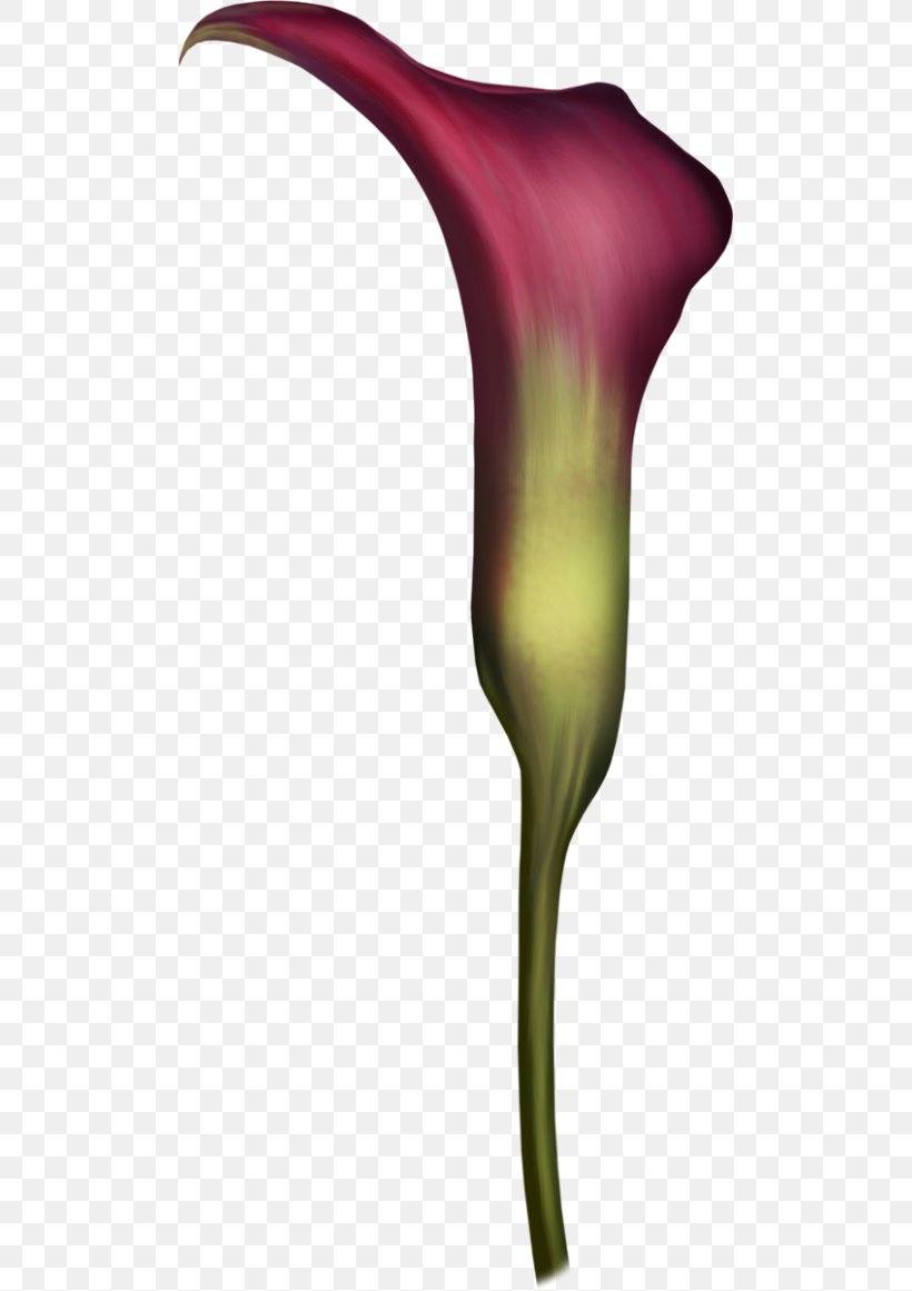 Arum Lilies Petal Plant Stem, PNG, 500x1161px, Arum Lilies, Arum, Flora, Flower, Flowering Plant Download Free