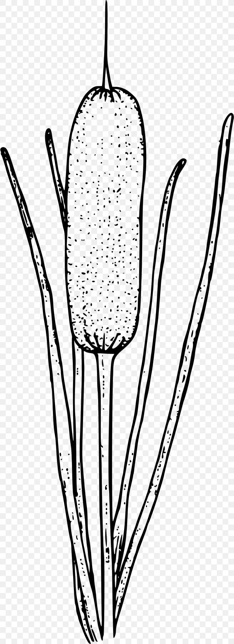 Cattail Clip Art Drawing Image, PNG, 871x2400px, Cattail, Art, Champagne Stemware, Coloring Book, Drawing Download Free