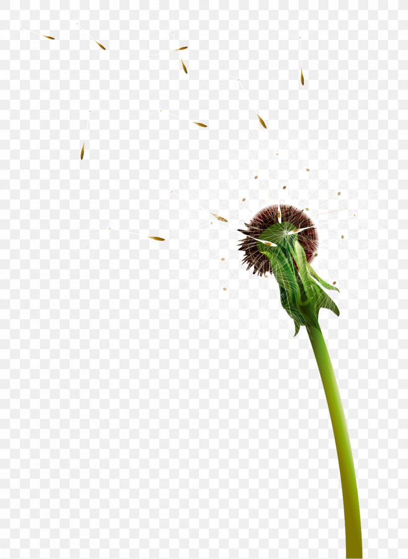 Dandelion Google Images, PNG, 1039x1421px, Dandelion, Butterflies And Moths, Flower, Google Images, Insect Download Free