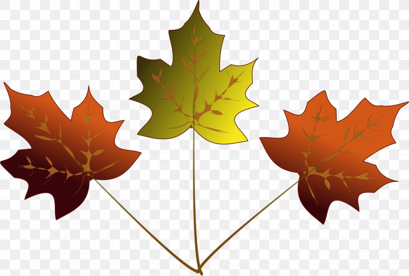 Maple Leaf Japanese Maple Drawing Clip Art, PNG, 2511x1695px, Maple Leaf, Autumn, Autumn Leaf Color, Drawing, Free Content Download Free
