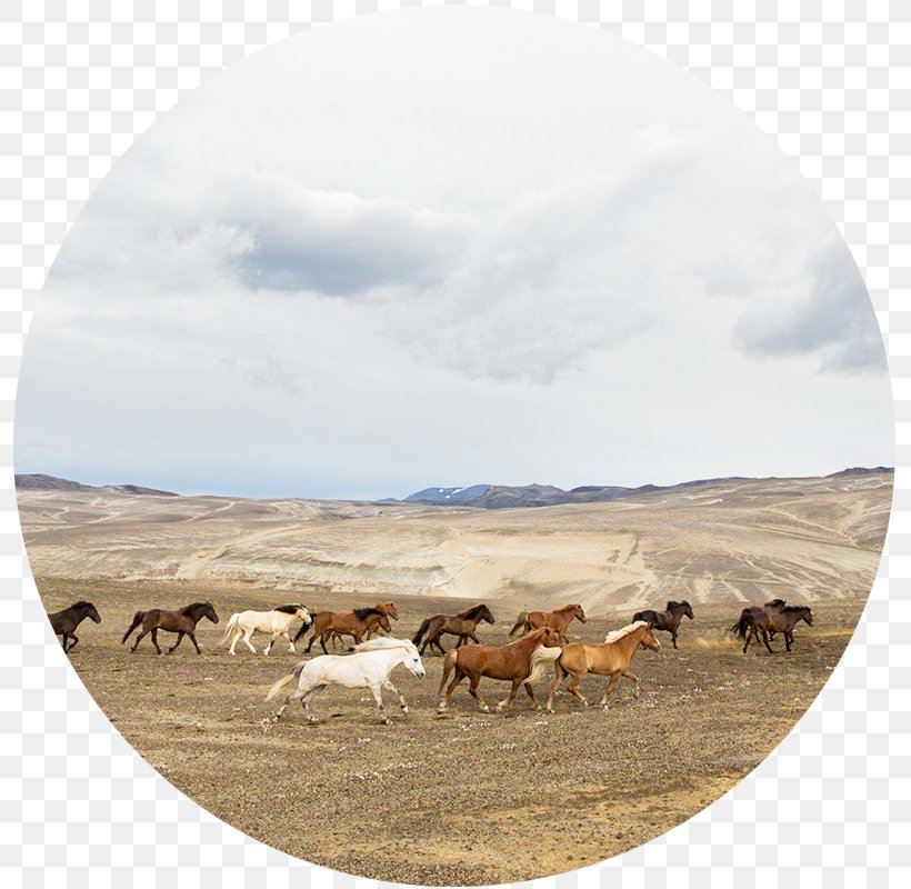 Reykjadalur Thingvellir National Park Kerlingarfjöll Highlands Of Iceland Cattle, PNG, 800x800px, Thingvellir National Park, Cattle, Cattle Like Mammal, Ecoregion, Ecosystem Download Free