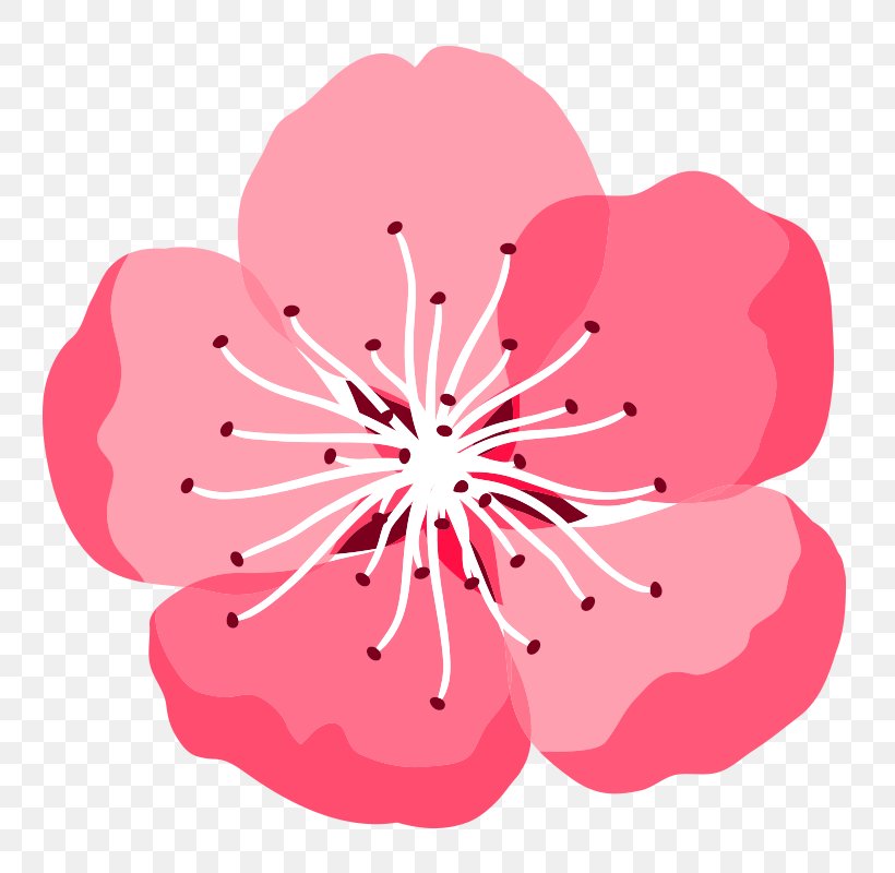 Vector Graphics Image Illustration, PNG, 800x800px, Momo No Hanabira, Cherry Blossom, Copyright, Flower, Geranium Download Free