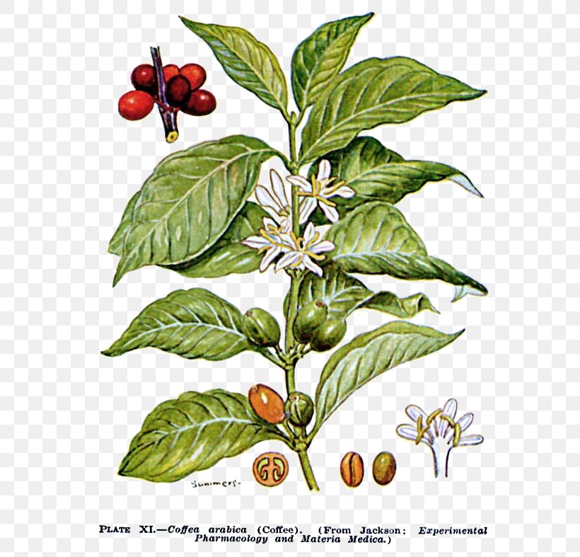 Arabica Coffee Cafe Coffea Liberica Espresso, PNG, 664x787px, Coffee, Aquifoliaceae, Arabica Coffee, Bean, Brewed Coffee Download Free