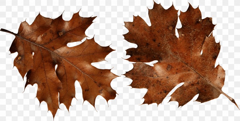 Autumn Leaf Color Clip Art, PNG, 3625x1843px, Leaf, Autumn, Autumn Leaf Color, Autumn Leaves, Brown Download Free