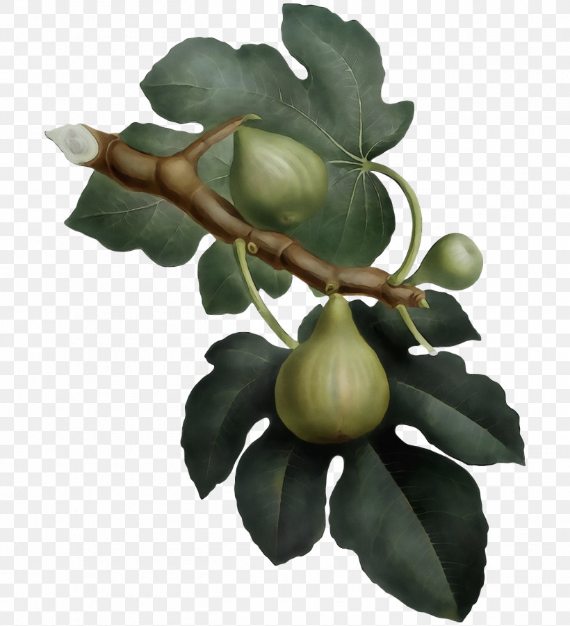 Fruit Tree, PNG, 1310x1440px, Watercolor, Common Fig, Fig, Fruit, Fruit Tree Download Free