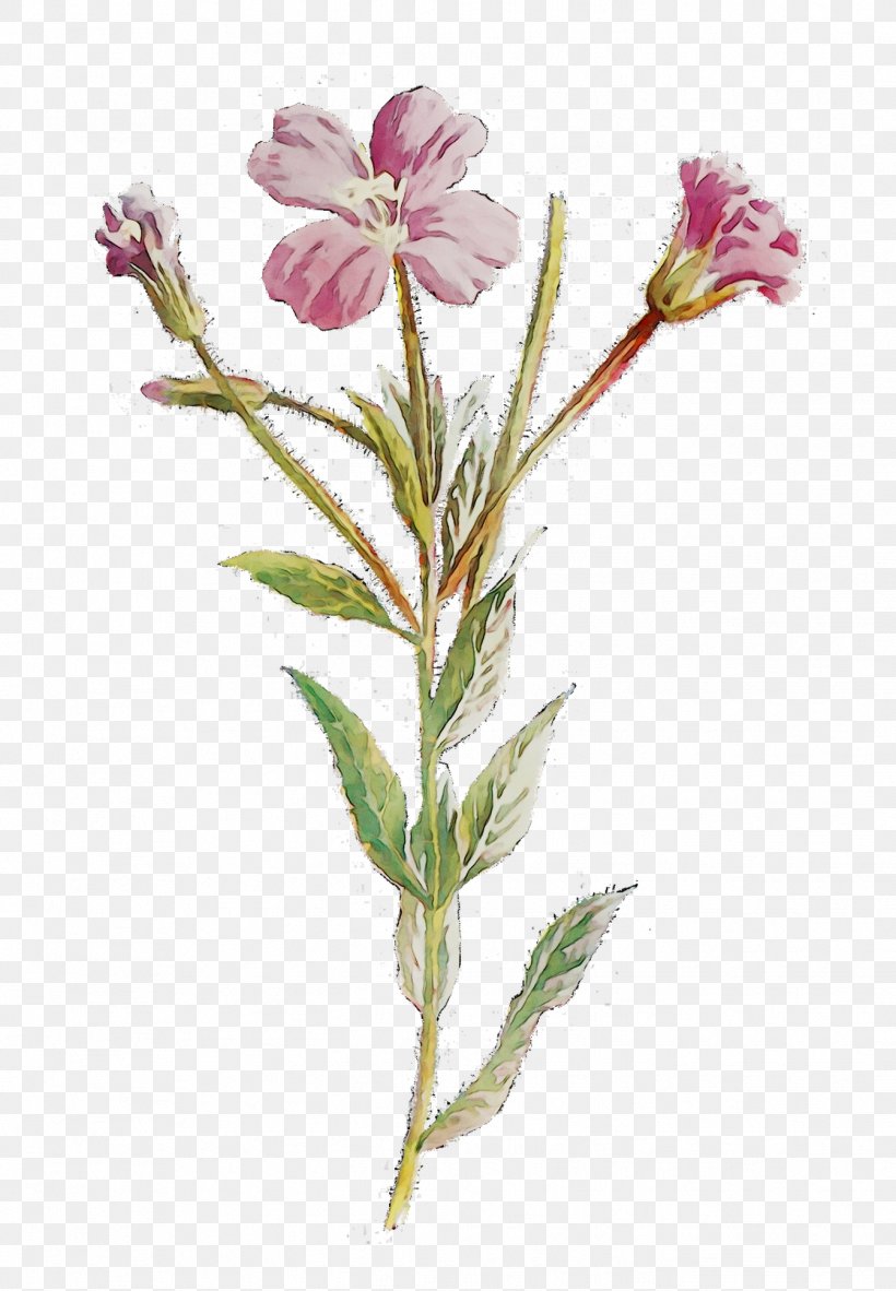 Herbaceous Plant Plant Stem Flower Family M Invest D.o.o. Plants, PNG, 1343x1936px, Herbaceous Plant, Botany, Evening Primrose, Evening Primrose Family, Family M Invest Doo Download Free