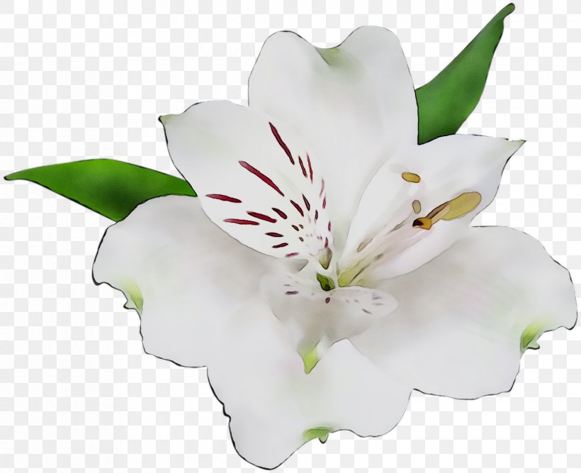 Lily Of The Incas Cut Flowers Lily M, PNG, 1216x990px, Lily Of The Incas, Alstroemeriaceae, Blossom, Cut Flowers, Flower Download Free