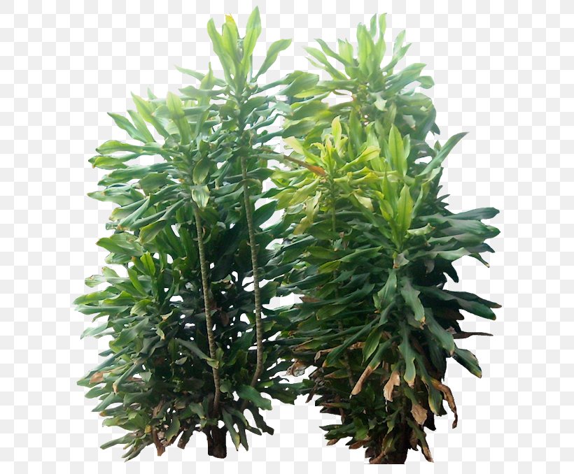 Paperplant Siamese Fighting Fish Cordia Sebestena, PNG, 636x678px, Plant, Clima Subtropical, Conifer, Cordia, Cordia Sebestena Download Free