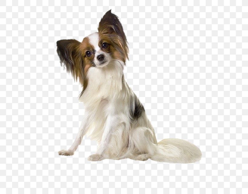 Papillon Dog Yorkshire Terrier Puppy Phalène Pekingese, PNG, 523x640px, Papillon Dog, Breed, Carnivoran, Coat, Companion Dog Download Free