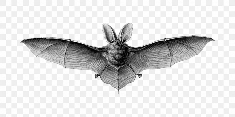 Art Forms In Nature Brown Long-eared Bat Vampire Bat Animal, PNG, 960x480px, Art Forms In Nature, Animal, Bat, Biology, Black And White Download Free