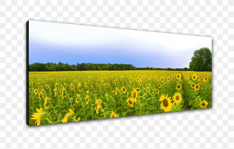 Canola Oil Grasses Farm Crop Flower, PNG, 1200x764px, Canola Oil, Canola, Crop, Family, Farm Download Free