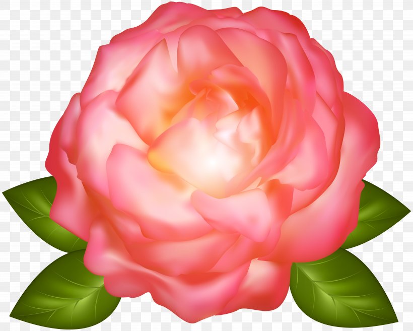 Garden Roses Cabbage Rose Floribunda, PNG, 5000x4007px, Garden Roses, Cabbage Rose, Camellia, China Rose, Cut Flowers Download Free