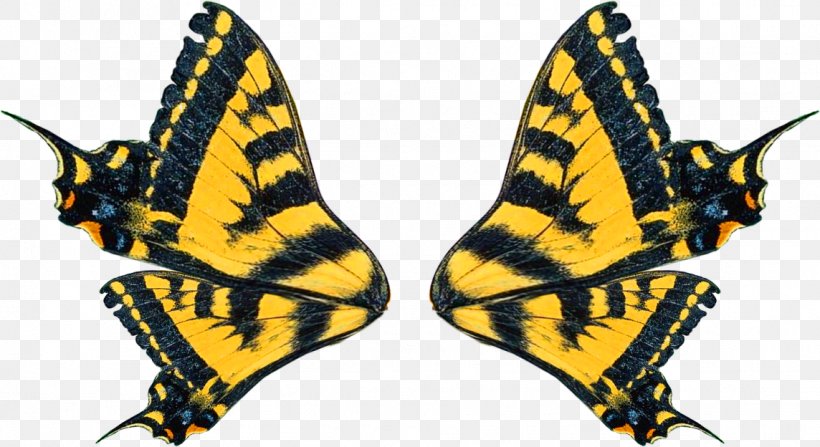 Monarch Butterfly Bird Wing Butterflies And Moths Clip Art, PNG, 1144x624px, Monarch Butterfly, Archive File, Arthropod, Bird, Brush Footed Butterfly Download Free