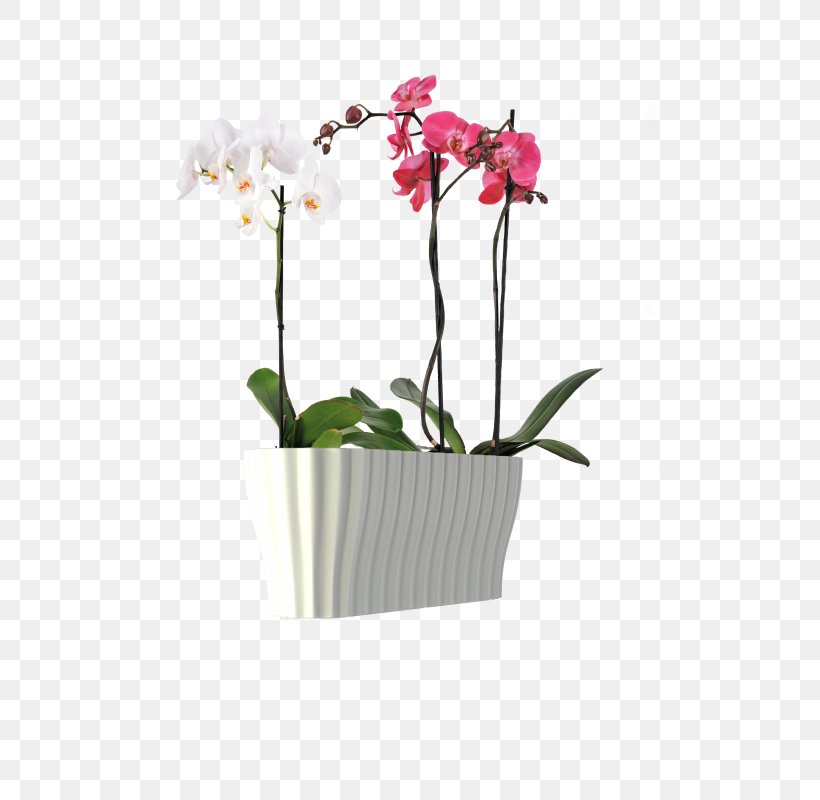 Moth Orchids Flowerpot Flower Box Plants, PNG, 551x800px, Orchids, Box, Cattleya, Cattleya Orchids, Cut Flowers Download Free