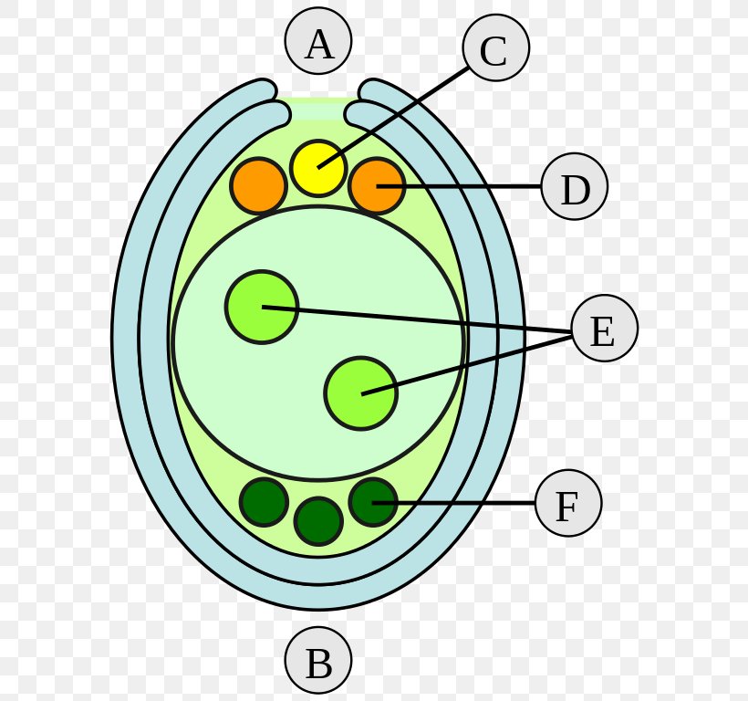 Ovule Double Fertilization Embryo Megaspore Gametophyte, PNG, 600x768px, Ovule, Area, Biology, Cell, Double Fertilization Download Free