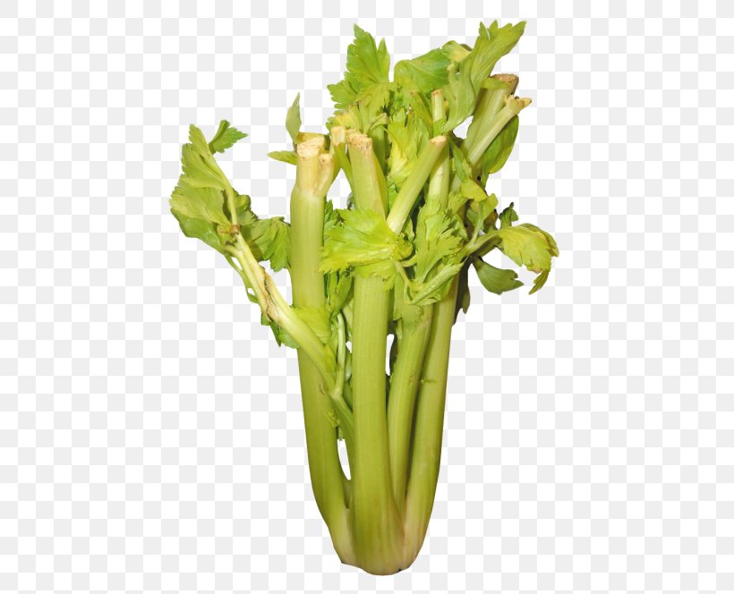 Vegetable, PNG, 500x664px, Vegetable, Camera, Celeriac, Celery, Display Resolution Download Free