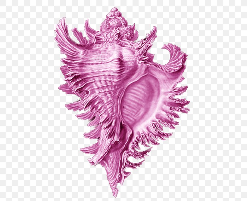 Art Forms In Nature Seashell Conch Brittle Star Sea Snail, PNG, 567x669px, Watercolor, Cartoon, Flower, Frame, Heart Download Free