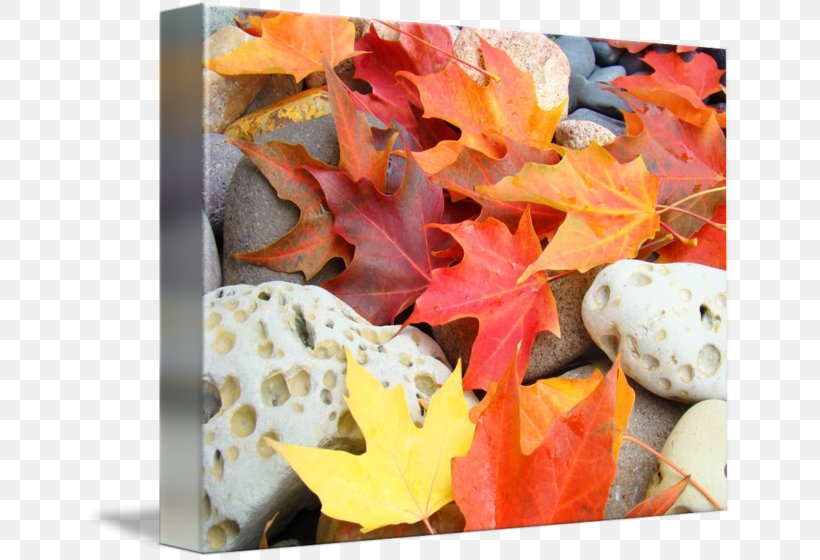 Autumn Gallery Wrap Troutman Art Canvas, PNG, 650x560px, Autumn, Art, Autumn Leaves, Canvas, Fine Art Download Free