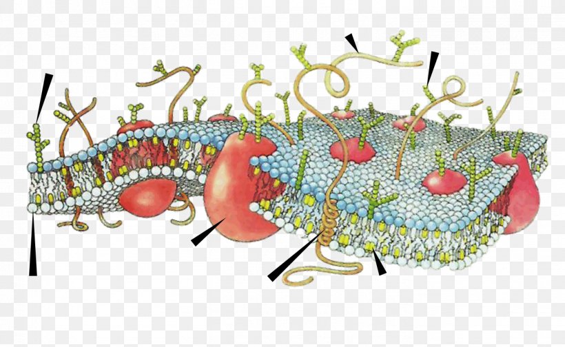 Cell Membrane Biological Membrane Biology, PNG, 1412x868px, Cell Membrane, Action Potential, Active Transport, Biological Membrane, Biology Download Free