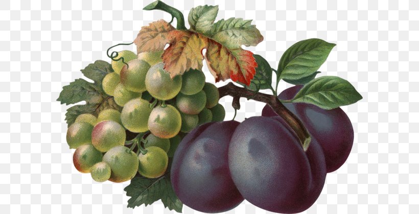 Common Grape Vine Wine Berry Seedless Fruit, PNG, 600x419px, Grape, Auglis, Berry, Common Grape Vine, Food Download Free