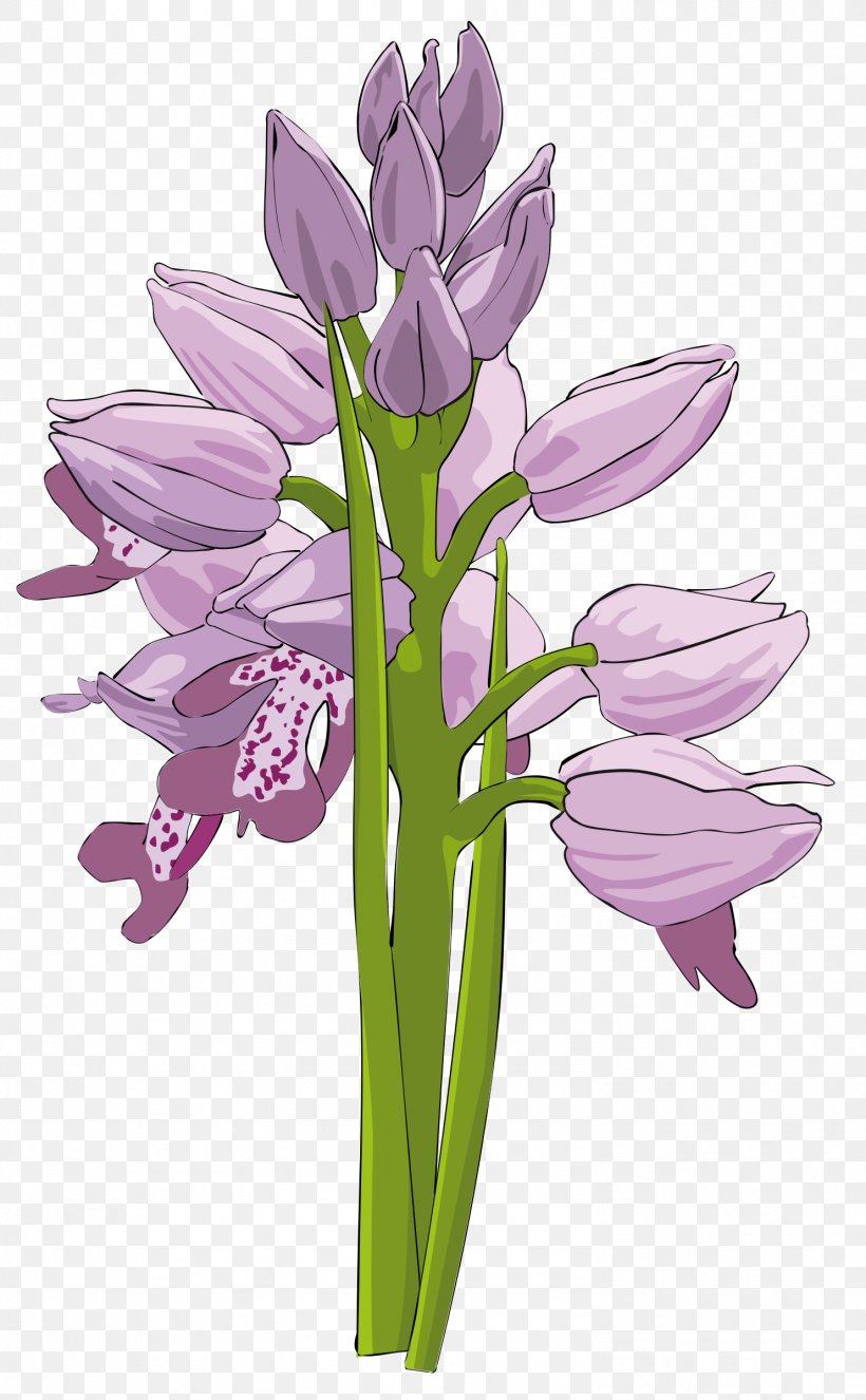 Orchids Clip Art, PNG, 1484x2400px, Orchids, Boat Orchid, Bud, Cut Flowers, Floral Design Download Free