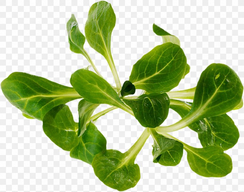 Basil Spring Greens Spinach Leaf Vegetable, PNG, 822x646px, Basil, Herb, Herbalism, Leaf, Leaf Vegetable Download Free