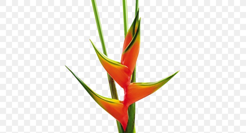 False Bird Of Paradise Heliconia Bihai Bird Of Paradise Flower Cut Flowers, PNG, 570x444px, False Bird Of Paradise, Bird Of Paradise Flower, Cut Flowers, Flower, Flowering Plant Download Free