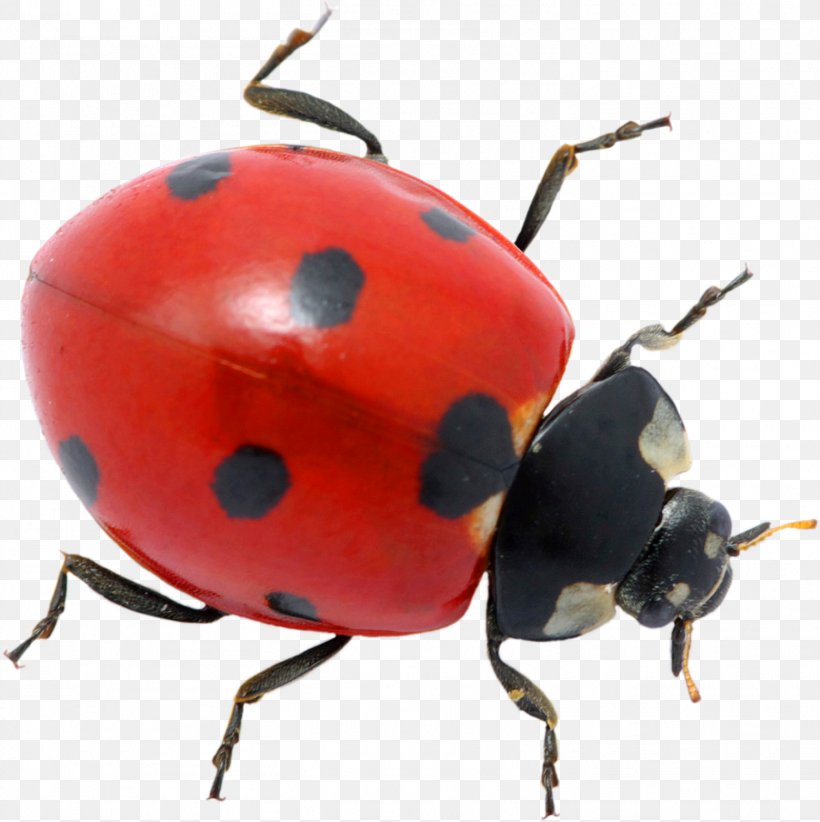 Ladybird Beetle Pest Control Ant, PNG, 1506x1511px, Beetle, Ant, Art, Arthropod, Insect Download Free