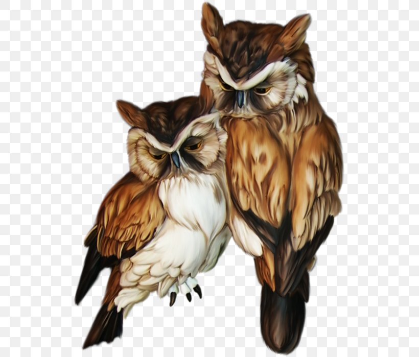 Owl Bird Animal Symbol, PNG, 532x699px, Owl, Animal, Athene, Beak, Bird Download Free