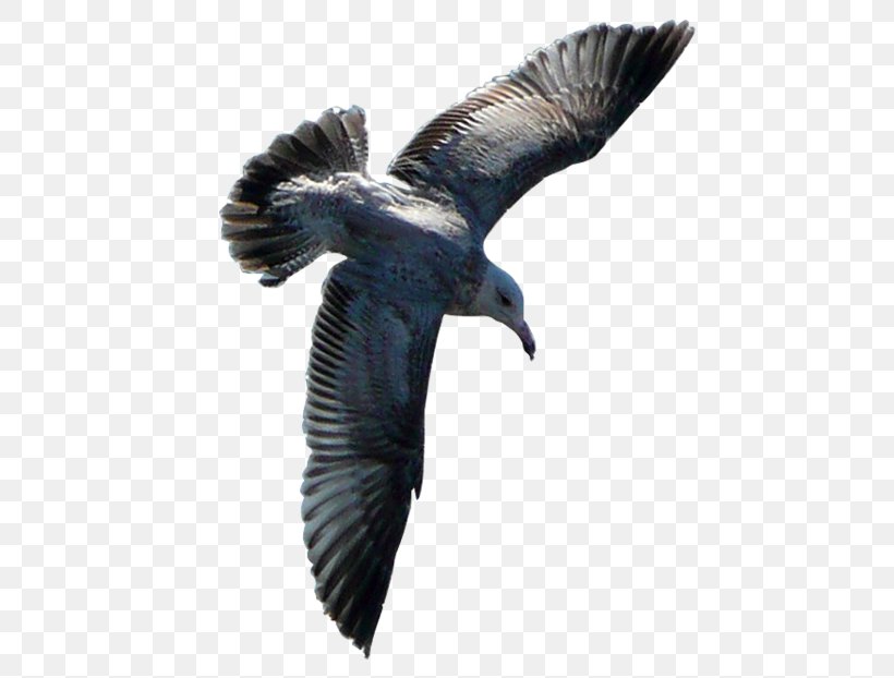 Seabird Gulls Clip Art, PNG, 600x622px, Bird, Accipitriformes, Adobe Fireworks, Beak, Bird Flight Download Free