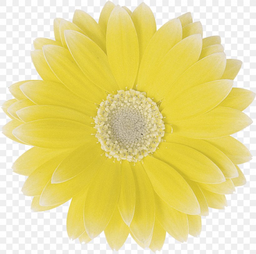Art Transvaal Daisy Chrysanthemum Cut Flowers, PNG, 1150x1141px, Art, Artist, Chrysanthemum, Chrysanths, Community Download Free