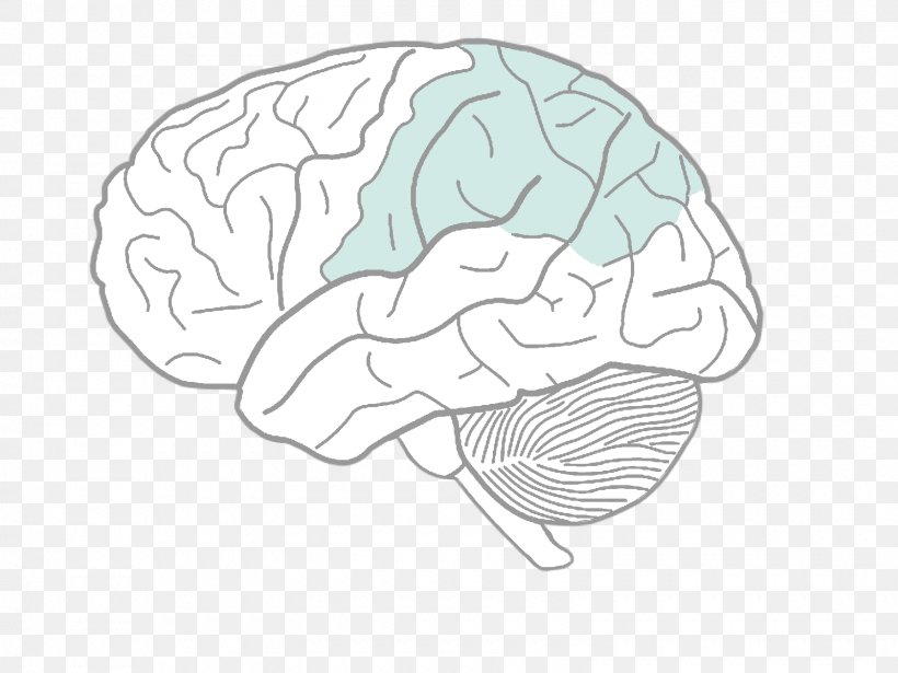 Human Brain Diagram Drawing Human Body, PNG, 1600x1200px, Watercolor, Cartoon, Flower, Frame, Heart Download Free