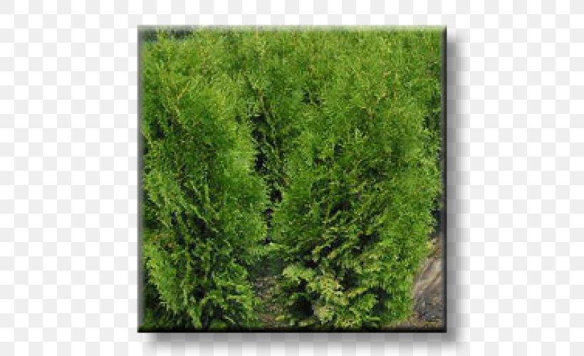 Larch Arborvitae Evergreen Conifers Oriental Arbor-vitae, PNG, 500x500px, Larch, Arborvitae, Biome, Cedar, Cedrus Atlantica Download Free